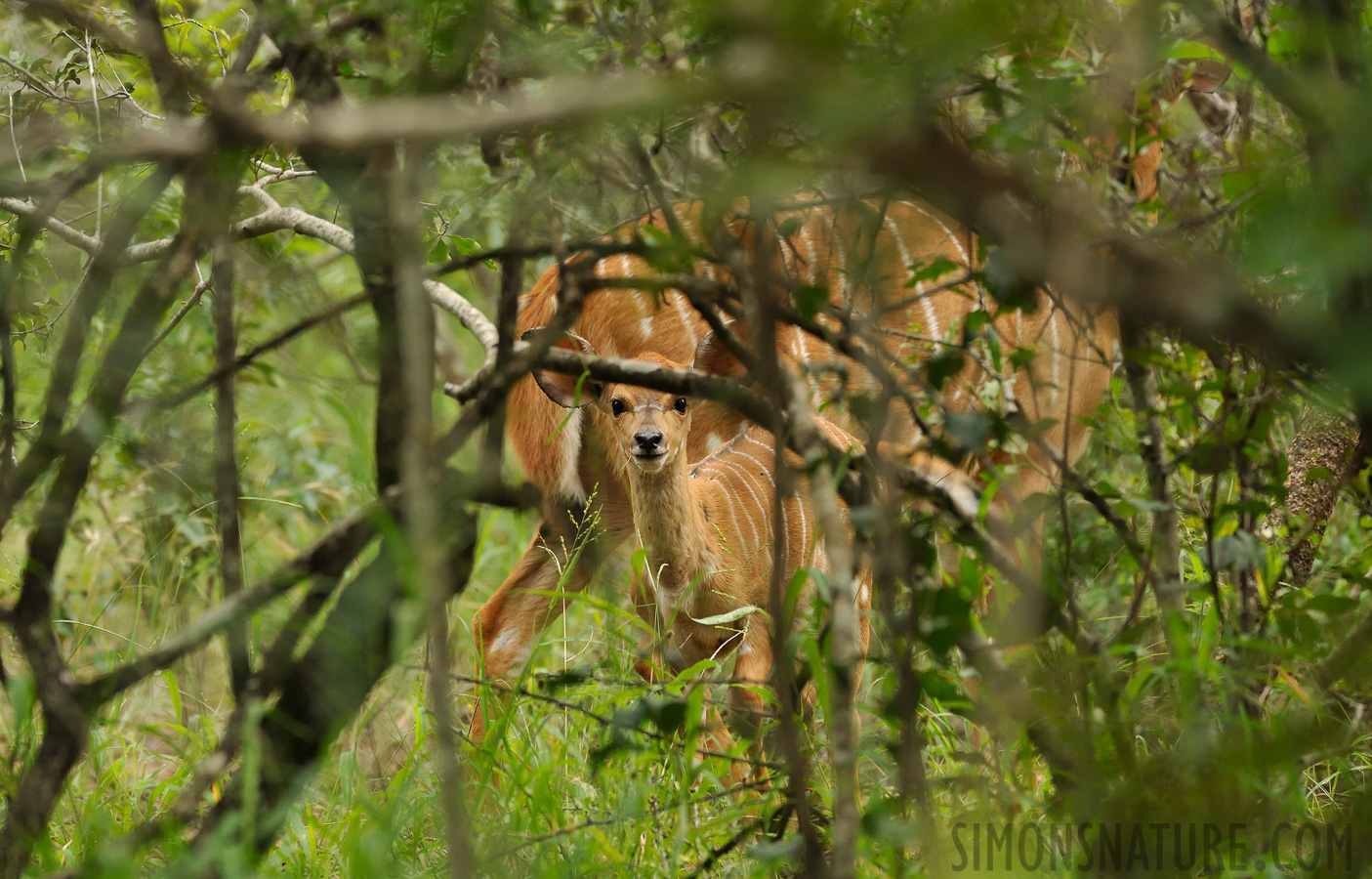 Nyala angasii [330 mm, 1/320 sec at f / 6.3, ISO 2000]